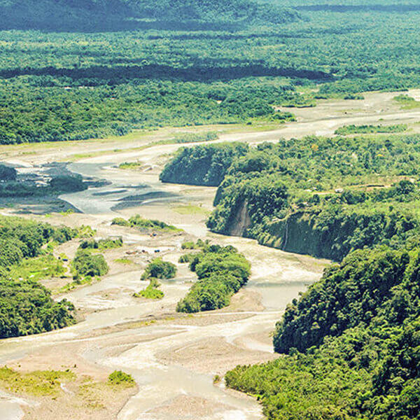large swath of forest