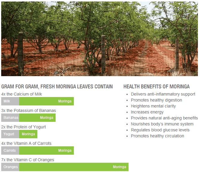 See the Amazing Health Benefits of Moringa