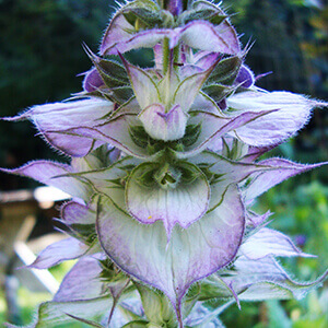 Clary Sage