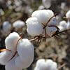 Cotton