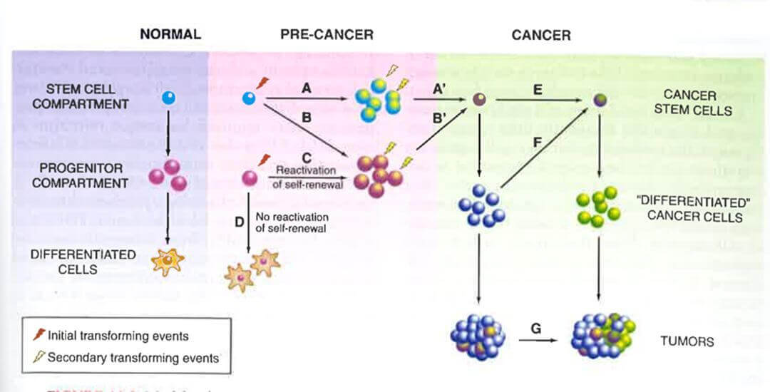 How Circulating Tumor Cells (CTCs) and Circulating Stem Cells (CSCs) are derived.