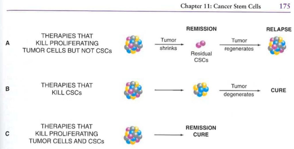 CTC monitoring, targeted therapy can lead to remission Cancer Tutor