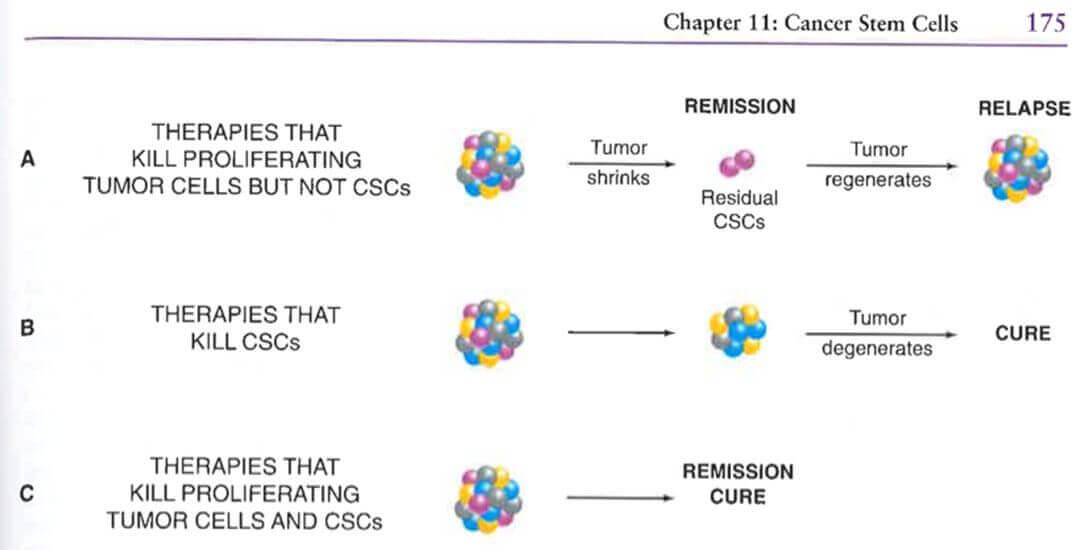 The Regeneration Mechanism of Circulating Tumor Cells (CTCs) and Circulating Stem Cells (CSCs).