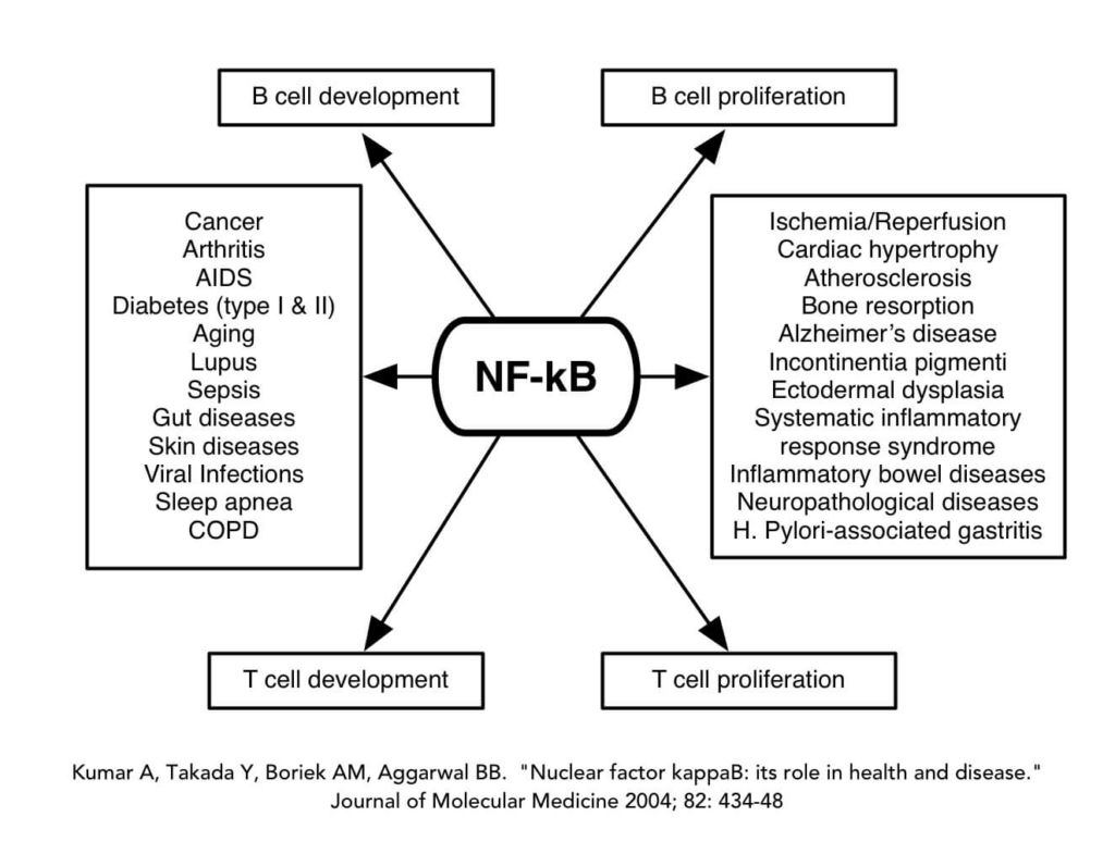 NF-kb Role in Health and Disease